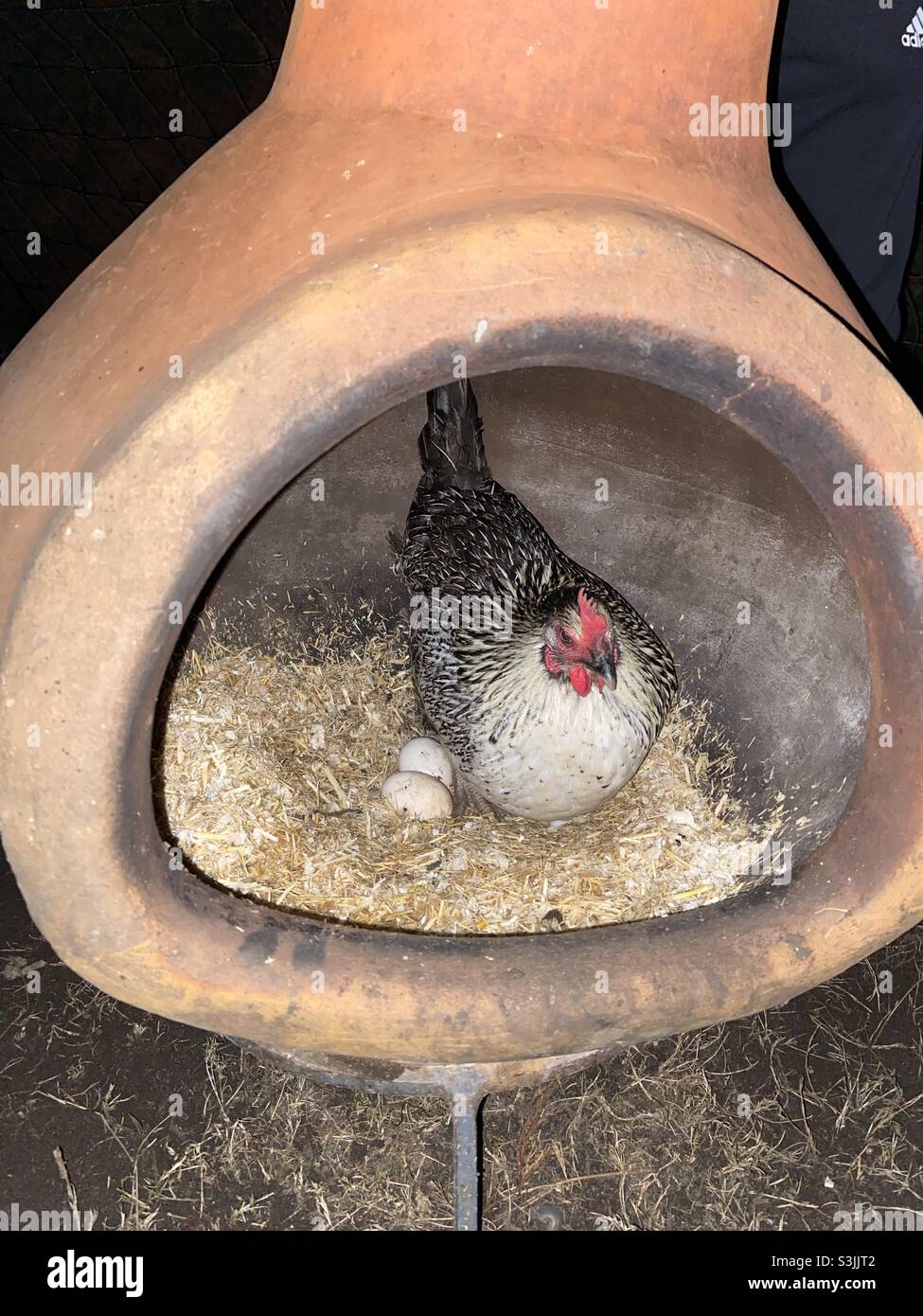 Chiminea Chicken Foto Stock