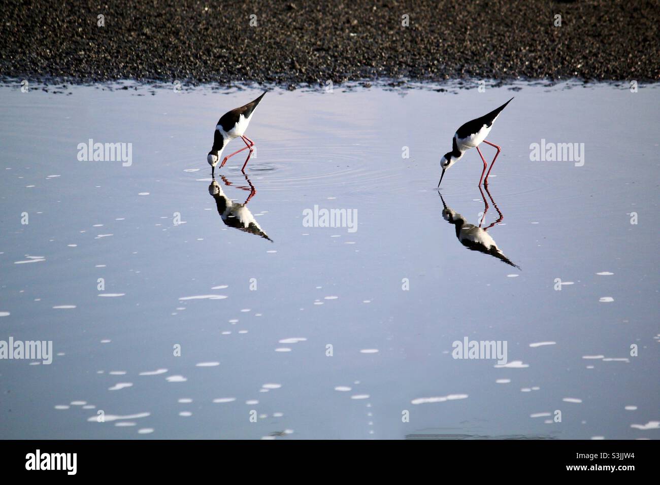 Uccelli acquatici nell'ambiente urbano Foto Stock