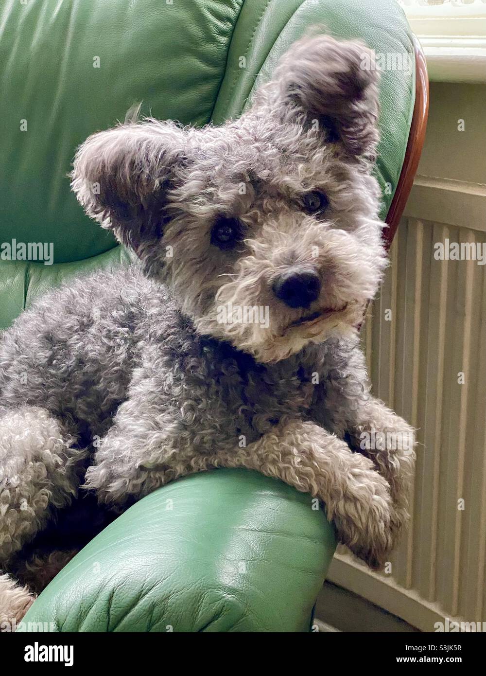 Pumi Dog ungherese - Immagine stock catturata con smartphone
