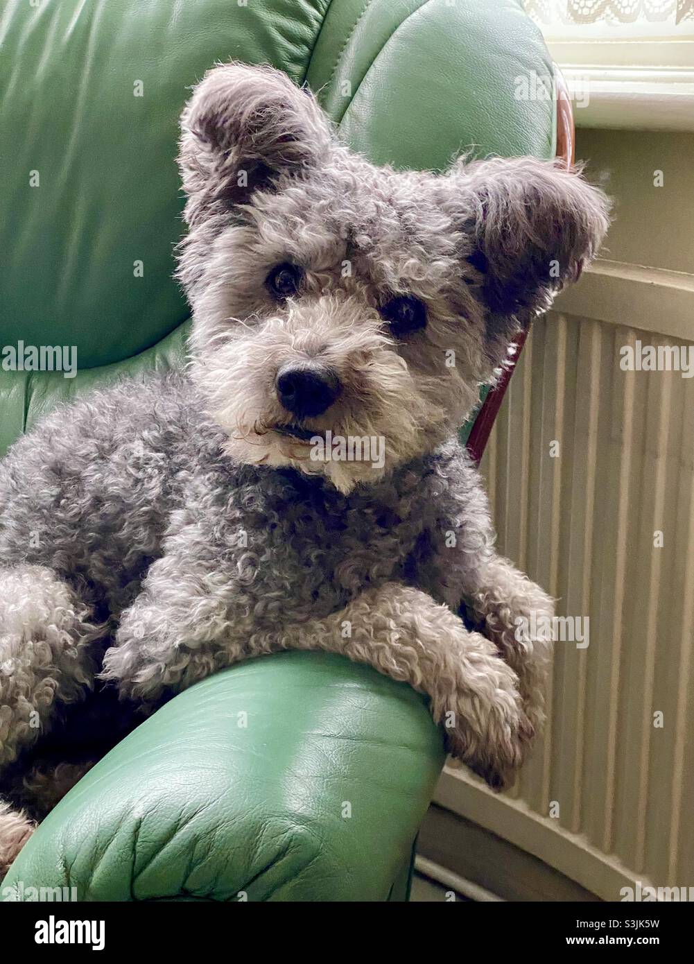Pumi Dog ungherese - Immagine stock catturata con smartphone