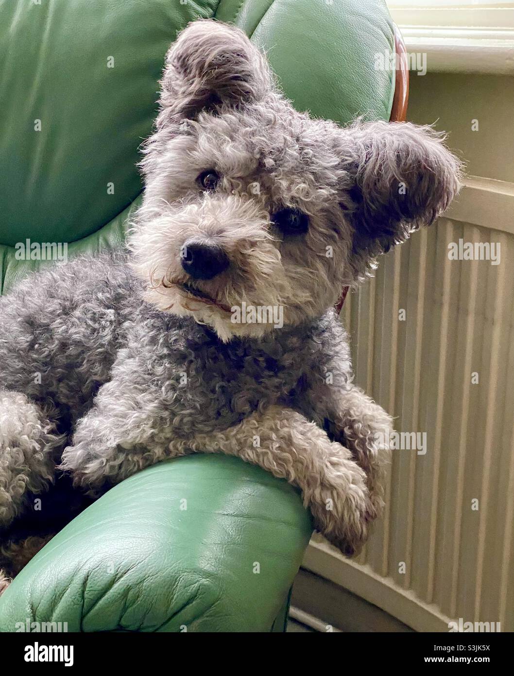 Pumi Dog ungherese Foto Stock