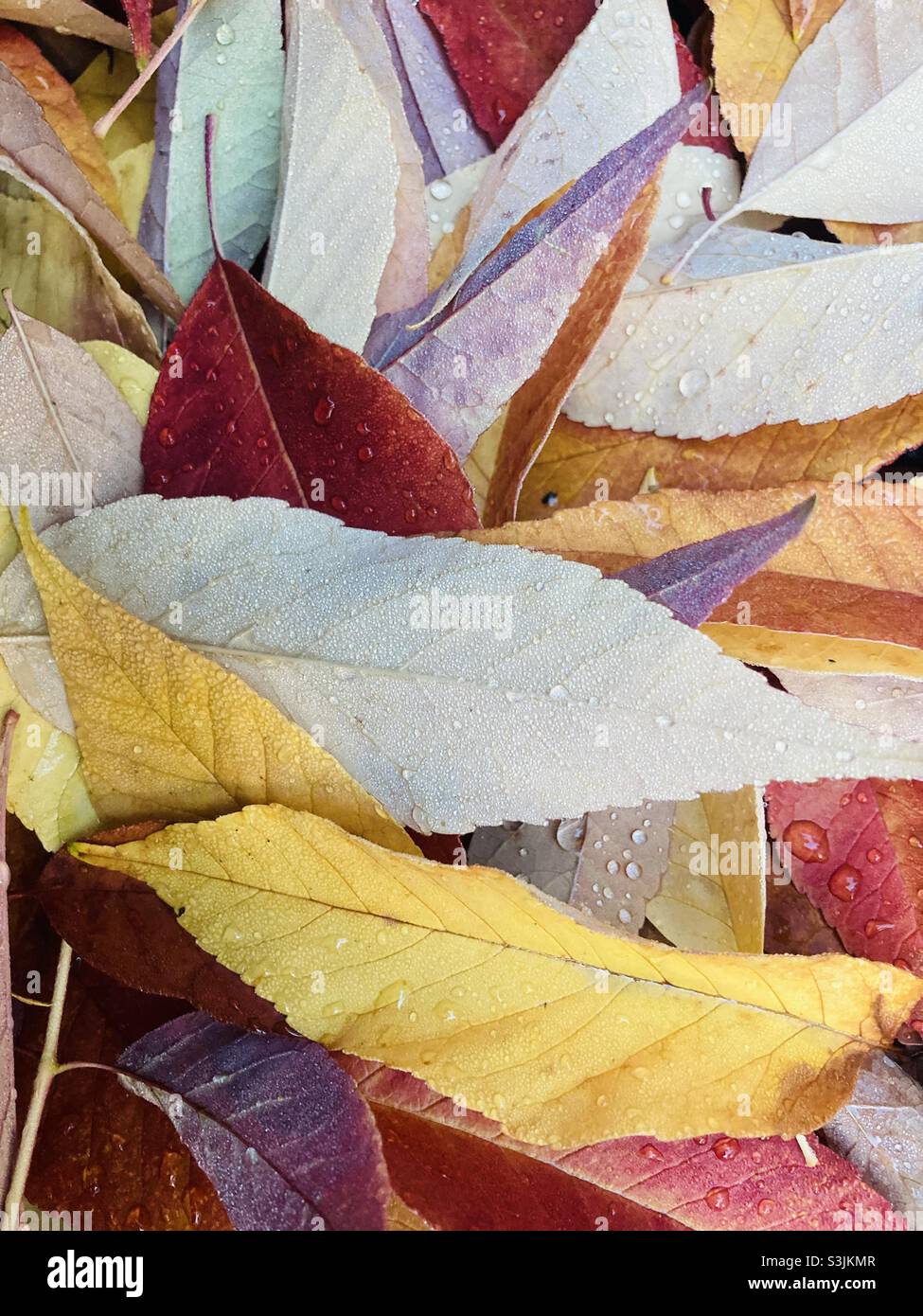 Un mucchio di foglie colorate coperte di rugiada. Foto Stock