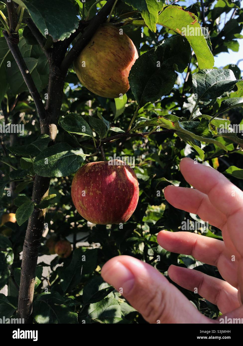 Raccogliere una mela fresca dal suo albero Foto Stock