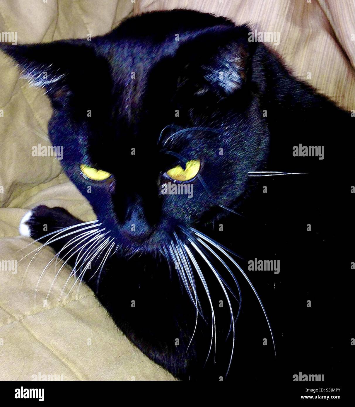 Bellissimo gatto nero con occhi verdi brillanti e whisker bianchi Foto Stock