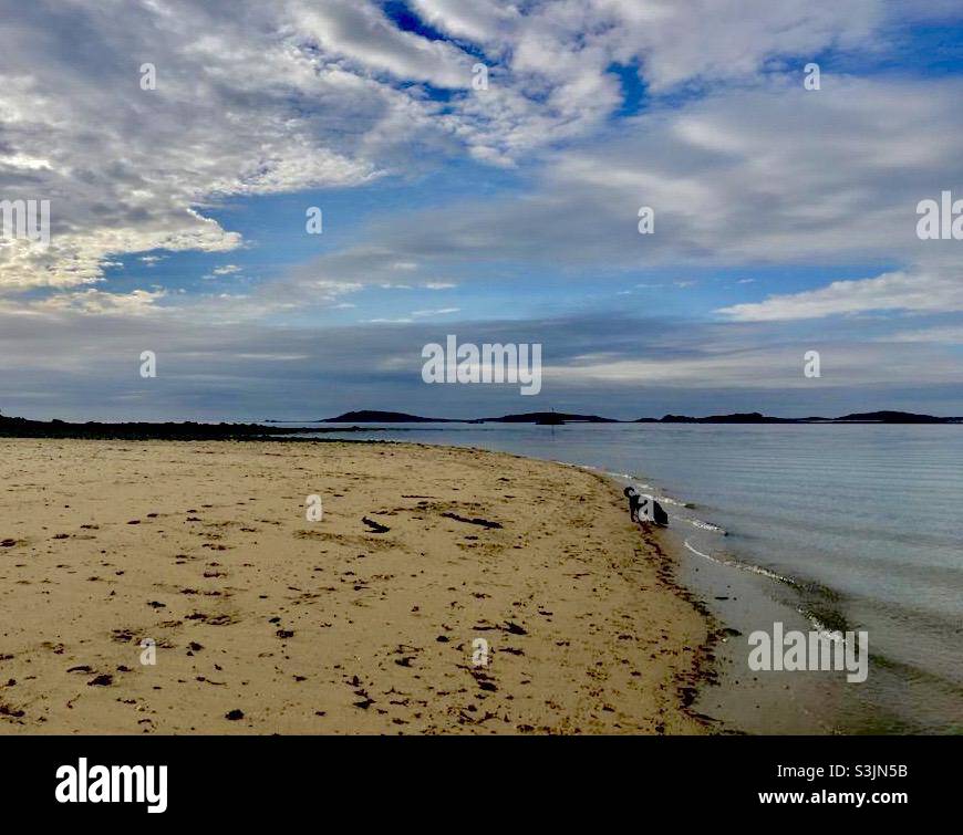 Cane sul bordo di sabbia in mare - Immagine stock catturata con smartphone
