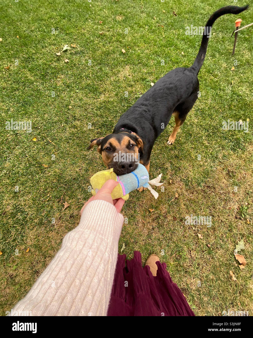 Giocoso cucciolo - Immagine stock catturata con smartphone