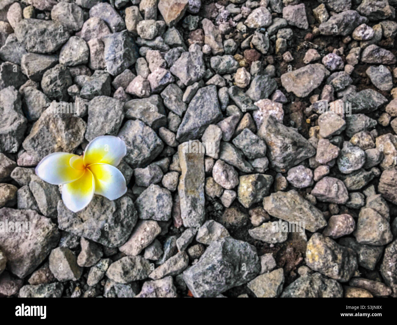 pua frangipani - alto angelo vista del fiore frangipani sulla roccia Foto Stock