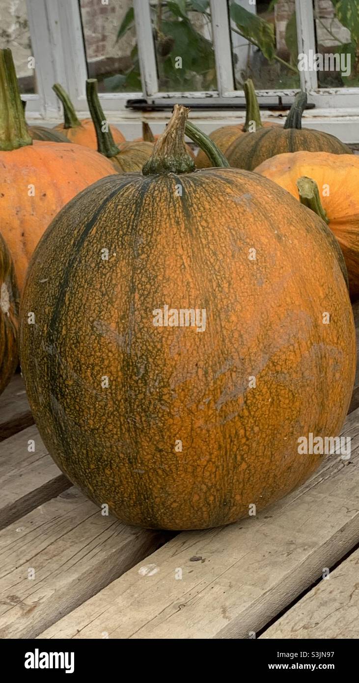 Zucche pronto per Halloween Foto Stock