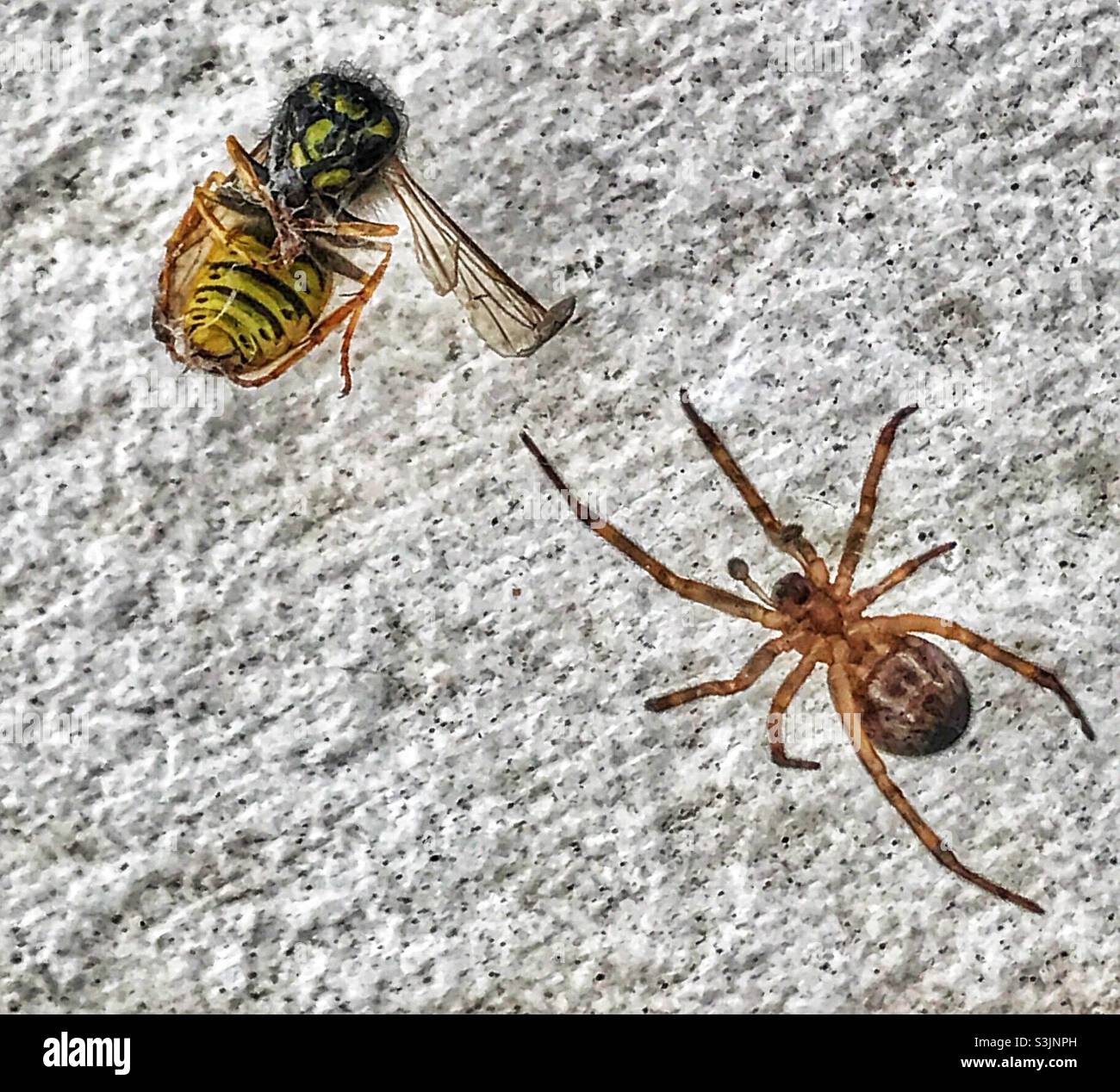Un ragno Falso Widow che strisca verso una vespa catturata. Foto Stock