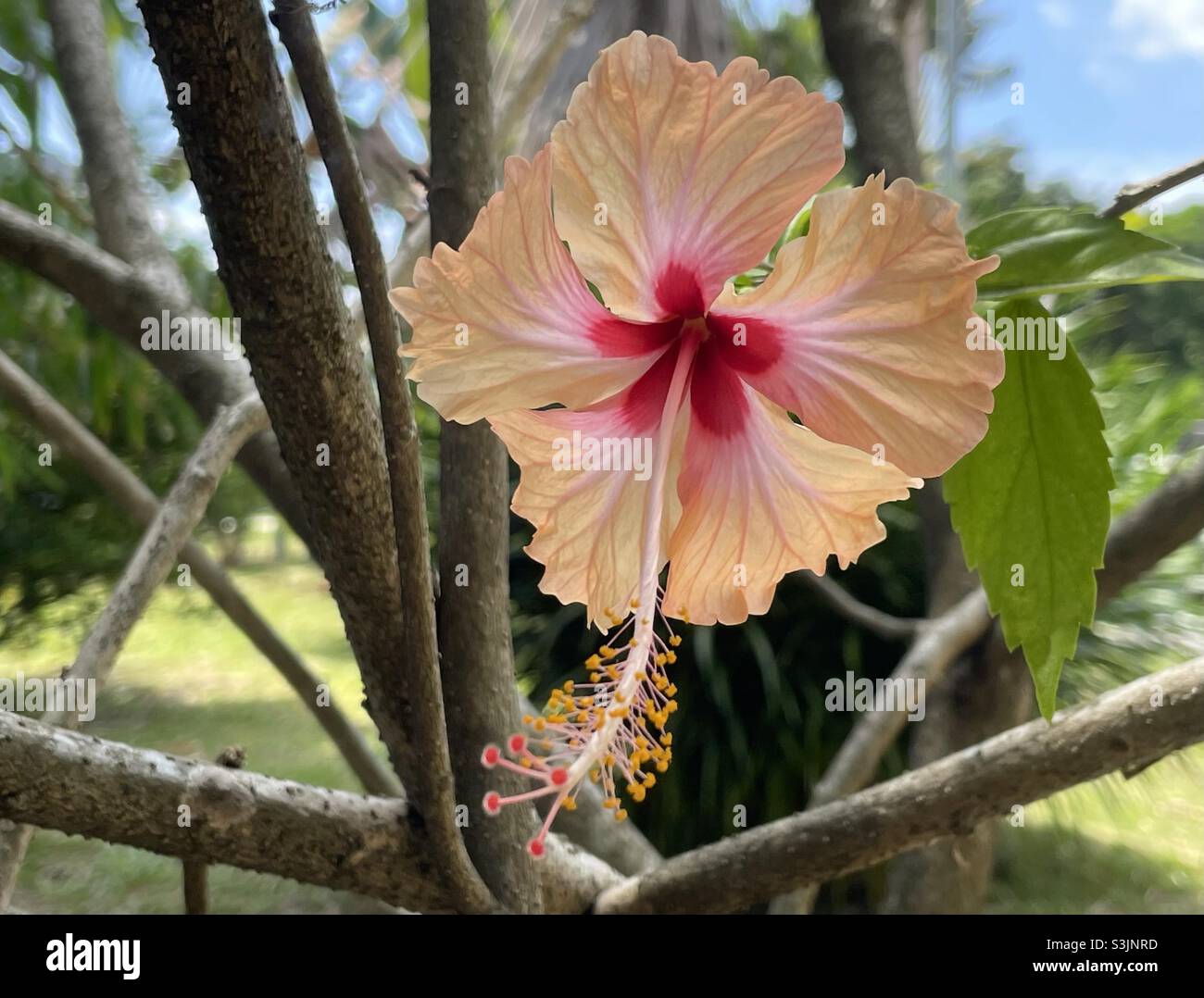 Hibiscus sp è ampiamente coltivato come piante ornamentali in Malesia. Foto Stock