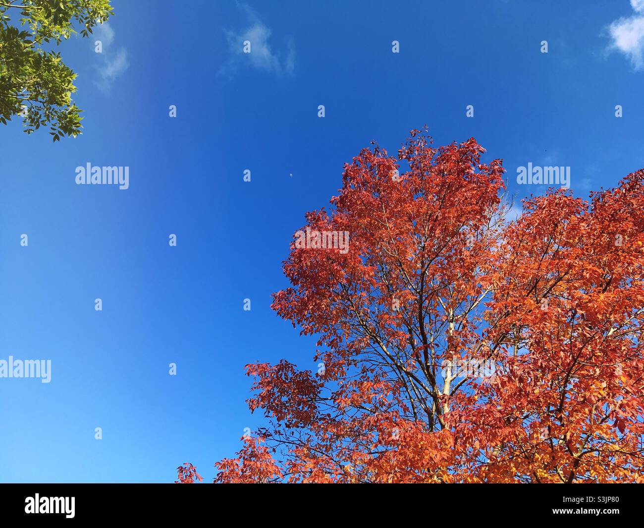 Alberi in autunno con cielo blu Foto Stock