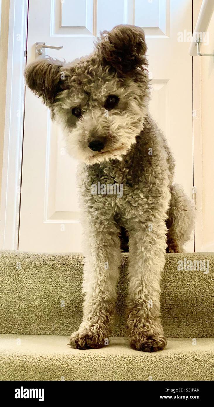 Pumi Dog ungherese - Immagine stock catturata con smartphone