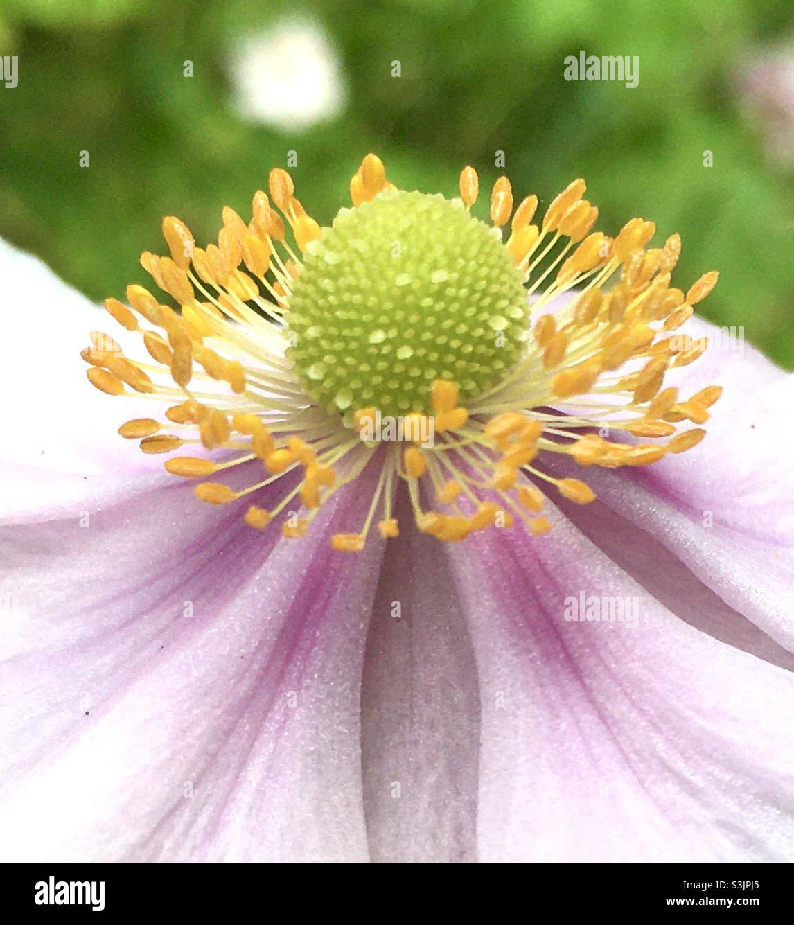 Fiore, rosa, bianco, verde, bellezza, autunno, natura giallo, globo - Immagine stock catturata con smartphone