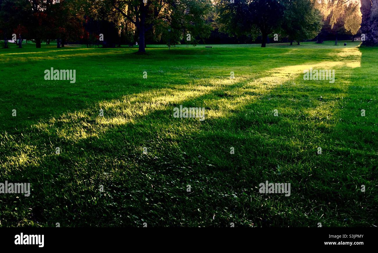 Albero di luce, raggio di speranza, in un ambiente sylvan. Alberi, verde, tranquillità. Nessuna gente. Foto Stock