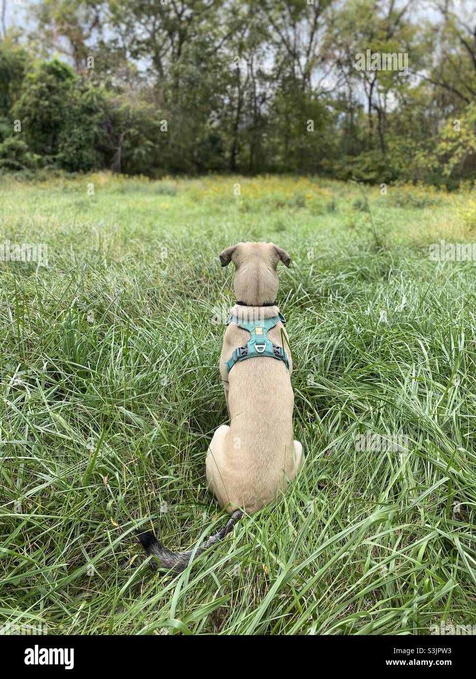 Tempo di quiete. Un cane siede in un prato erboso guardando fuori in lontananza. Foto Stock
