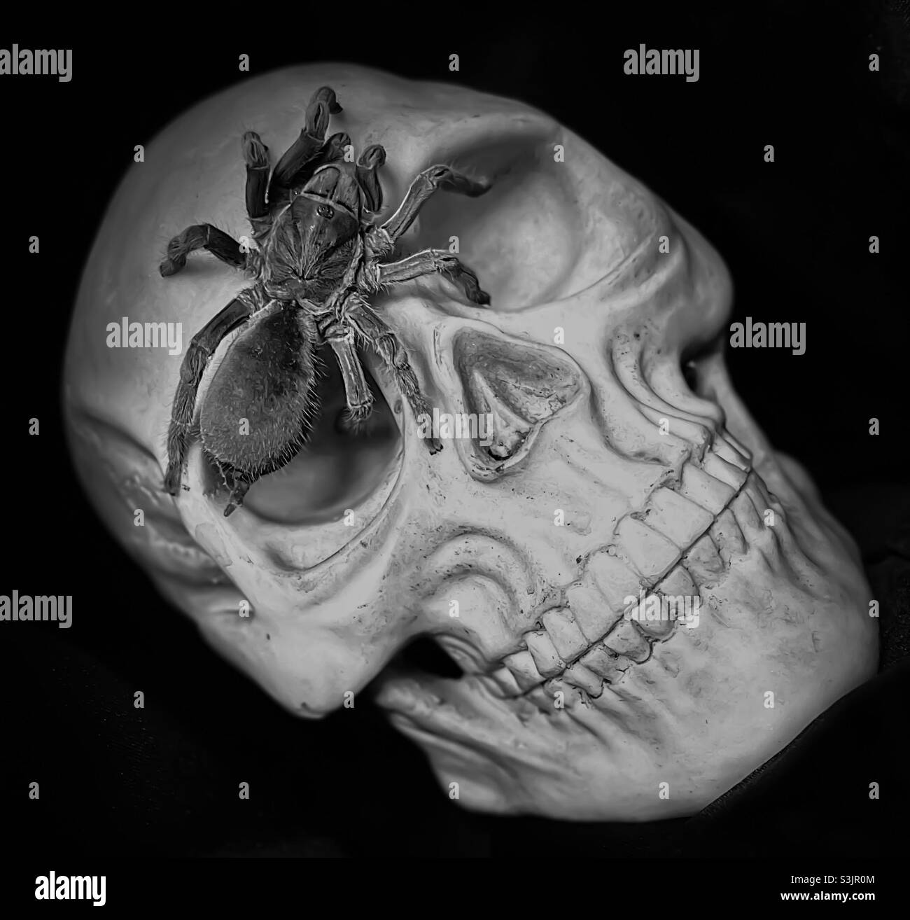 Spaventoso Halloween idea, grande ragno che striscia su un cranio umano Foto Stock