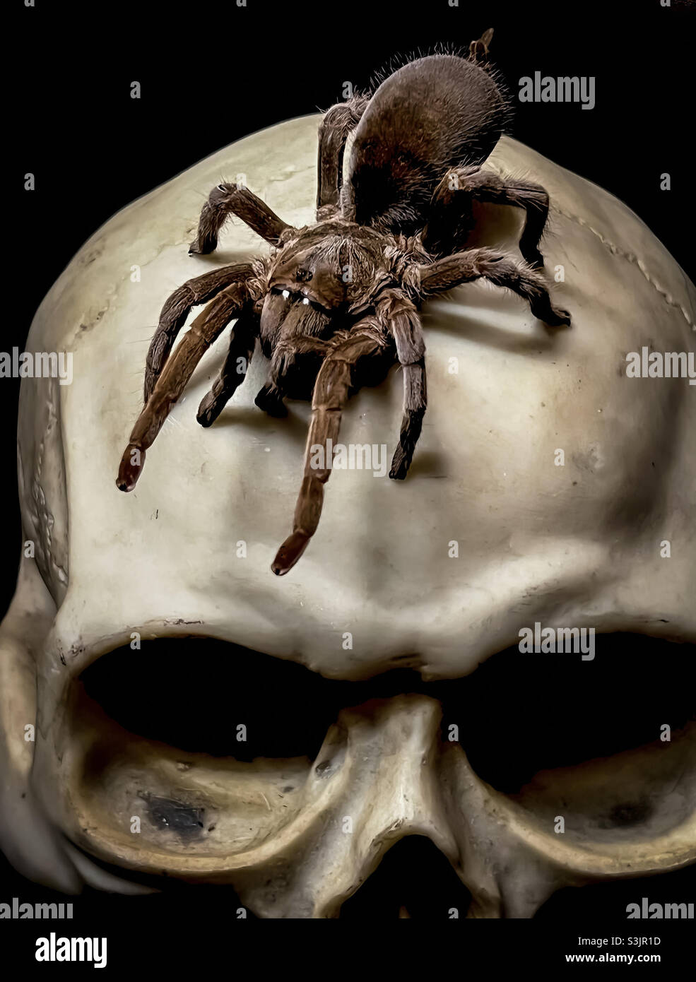 Ragno peloso gigante sul cranio umano Foto Stock