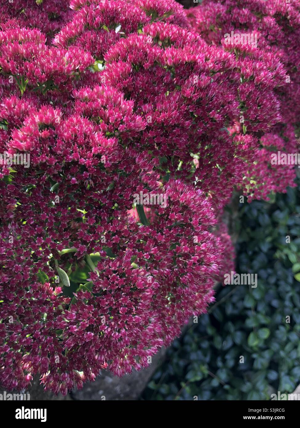 Sedum in fiore nel mese di ottobre, Inghilterra, Regno Unito - Immagine stock catturata con smartphone