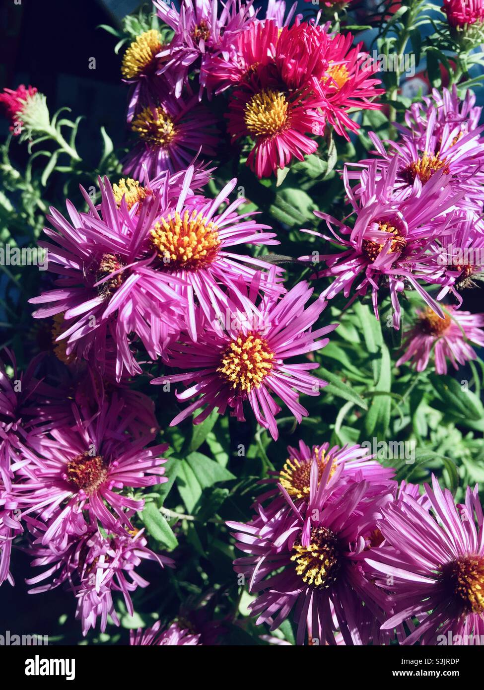 Hush Aster Dumosus fiori rosa fioritura in autunno - Immagine stock catturata con smartphone