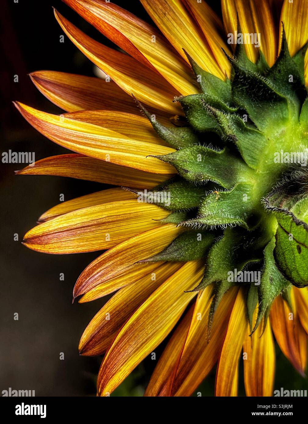 Retro di un girasole Foto Stock
