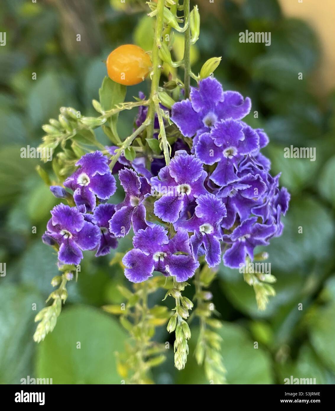 Golden dewdrop cresciuto in Malesia. Foto Stock