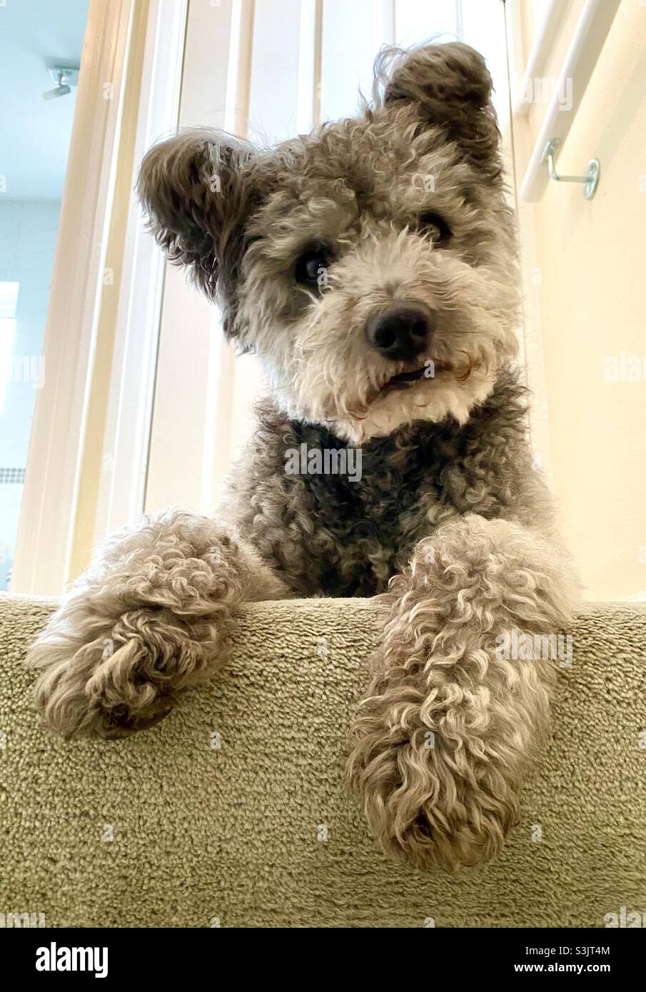 Pumi Dog ungherese - Immagine stock catturata con smartphone