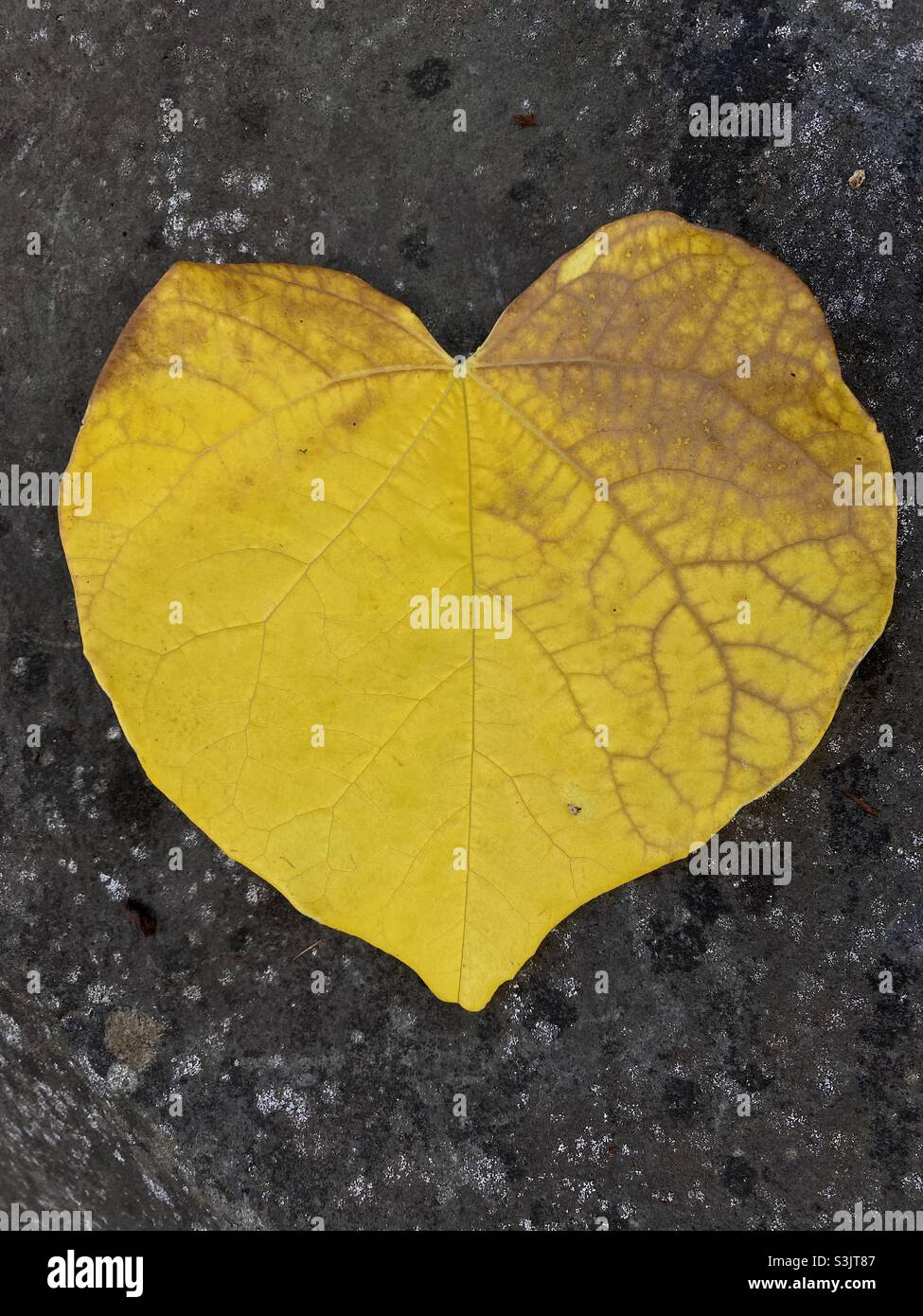 Una foglia gialla a forma di cuore. Foto Stock