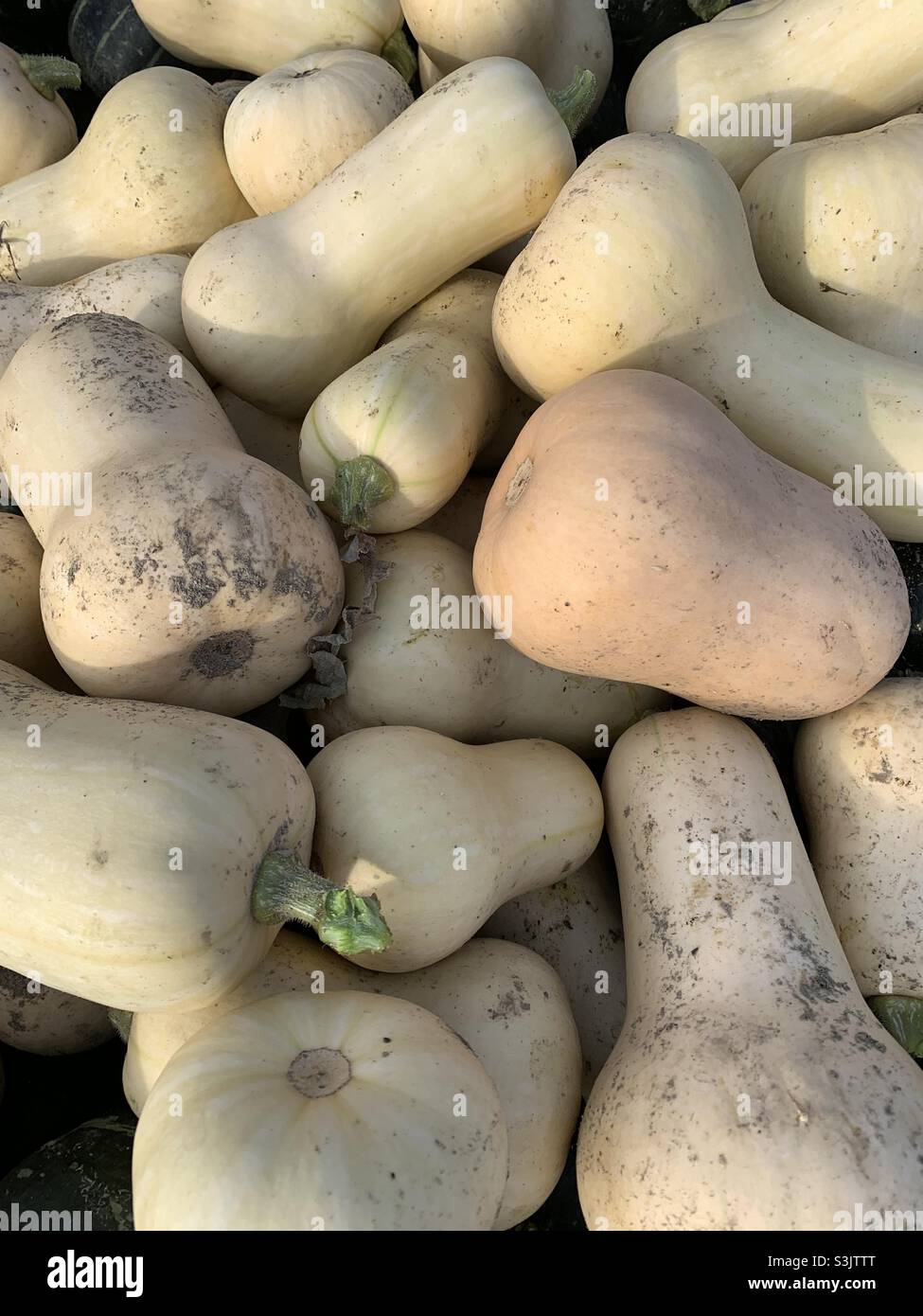 Squash appena raccolto - Immagine stock catturata con smartphone