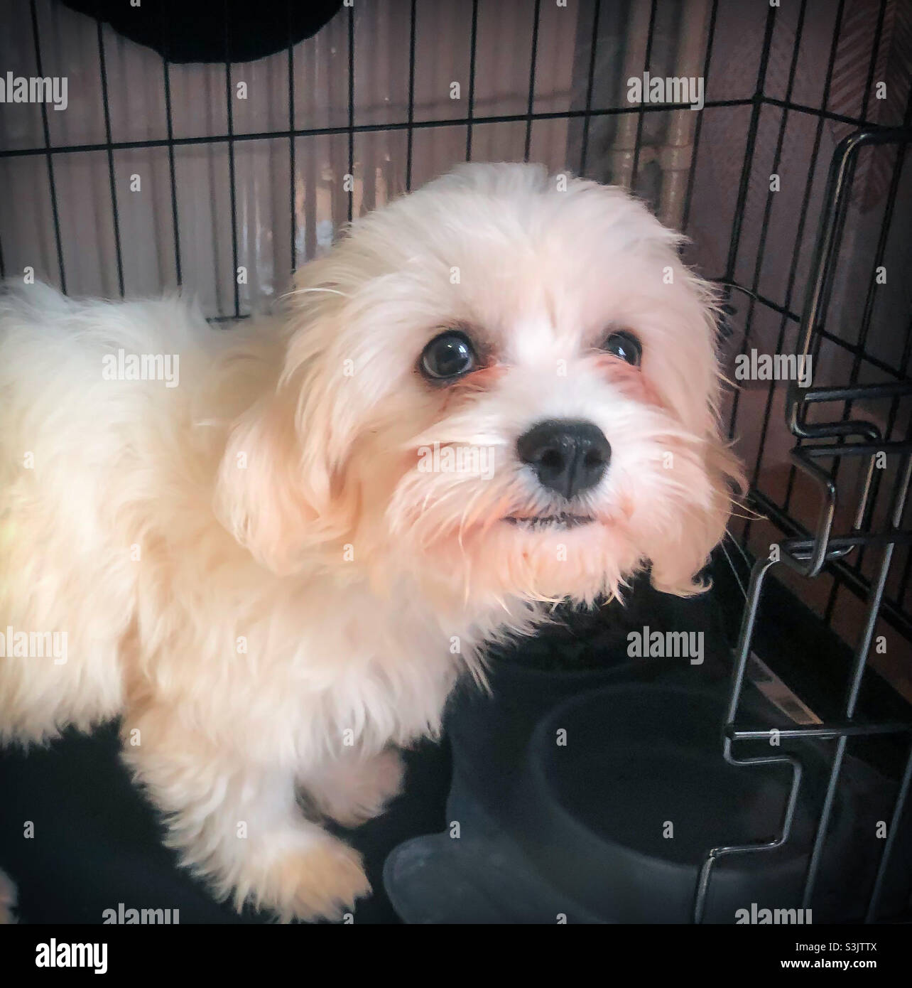 Un ritratto di un cucciolo di cavapoo nella sua cassa. Foto Stock