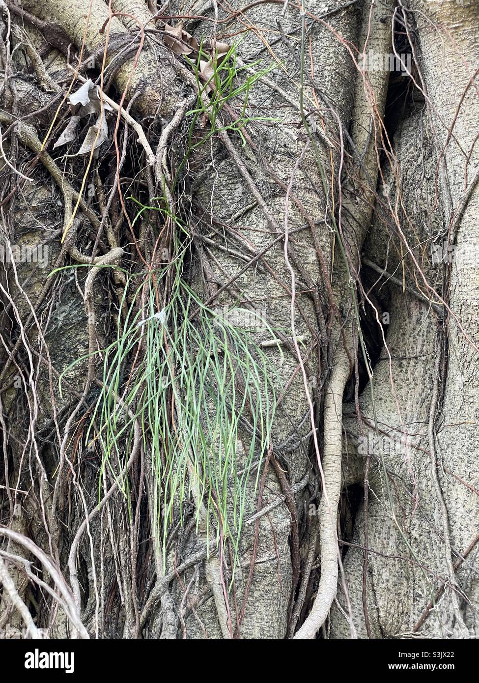 Psilotum complanatum con steli di ramificazione dicotomica su tronco di Banyan albero trovato in Malesia. - Immagine stock catturata con smartphone