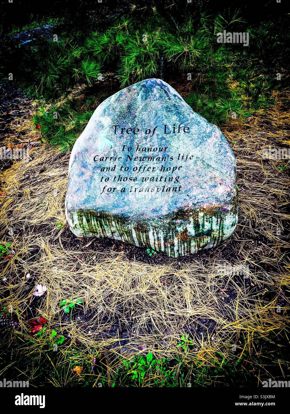 Indicatore albero della vita scolpito in pietra. Per onorare la vita e dare speranza a coloro che attendono un trapianto d'organo, Ontario, Canada. Roccia solida. Scultura. All'aperto. Connessione alla natura. - Immagine stock catturata con smartphone