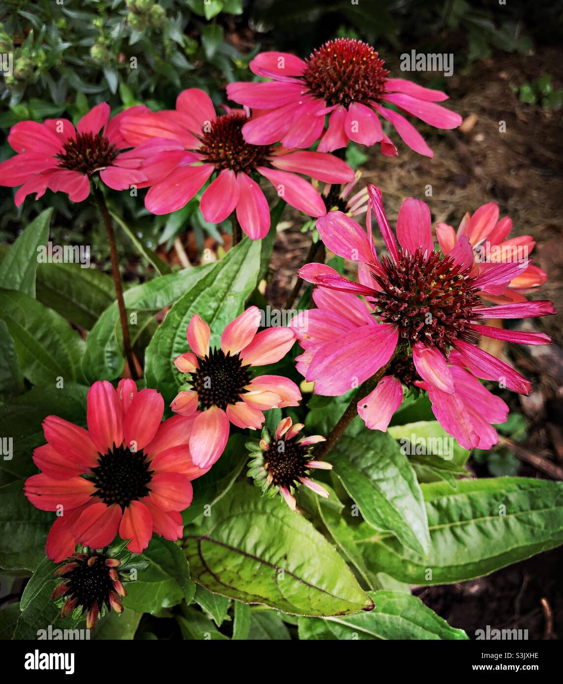 Echinacea in fiore in un giardino - Immagine stock catturata con smartphone