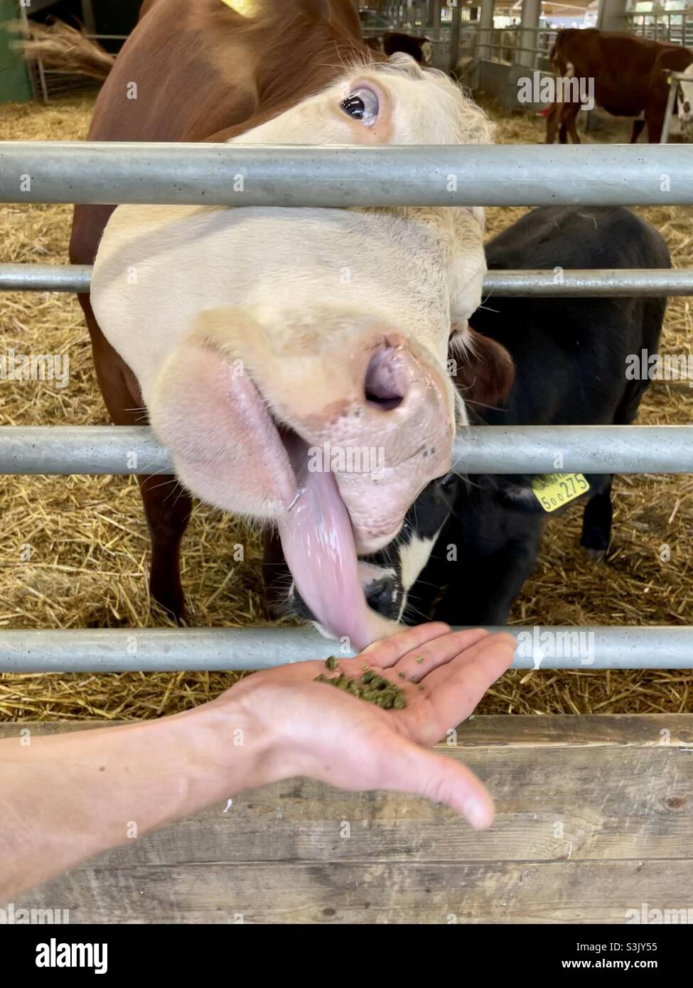 Mucca che lecca il cibo fuori mano di mans con la lingua lunga Foto Stock