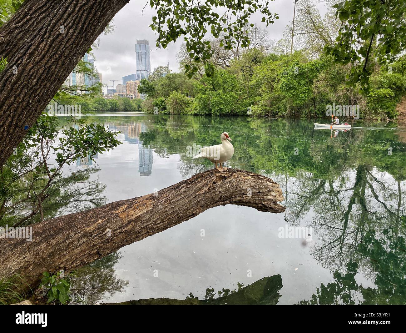 Vista del centro di Austin da Zilker Park e Lady Bird Lake con un kayak sul fiume e anatra in primo piano in una nuvolosa giornata di primavera con un riflesso - Immagine stock catturata con smartphone