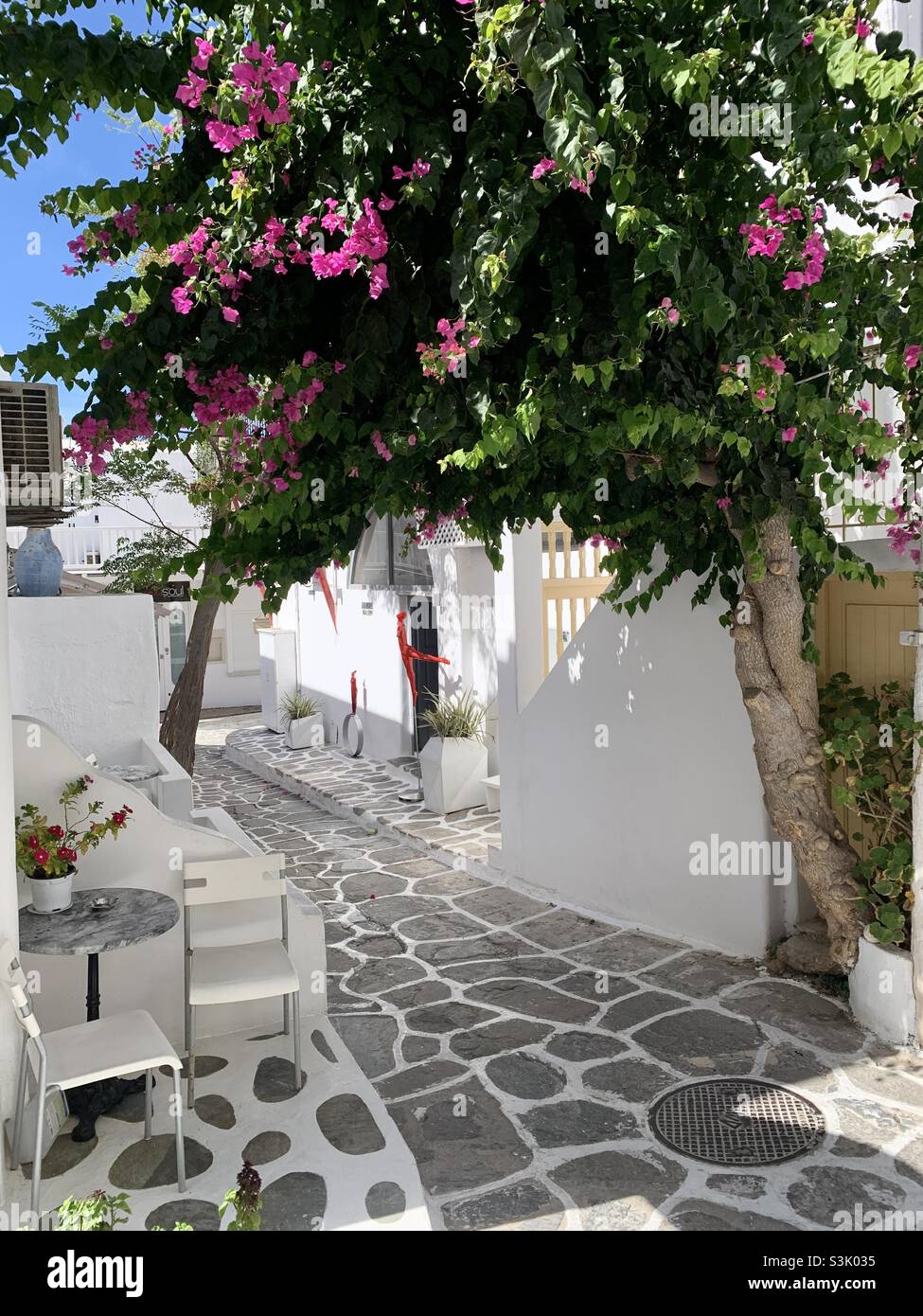 Strada a Mykonos con bouganvillea albero che dà ombra al pavimento acciottolato - Immagine stock catturata con smartphone