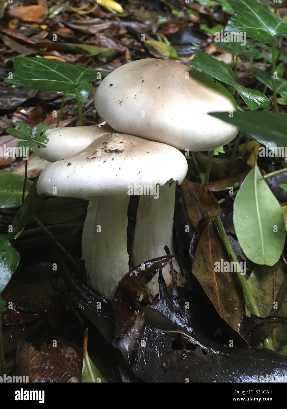 Autunno, oro, foglie, albero, baldacchino, foresta, , pace - Immagine stock catturata con smartphone