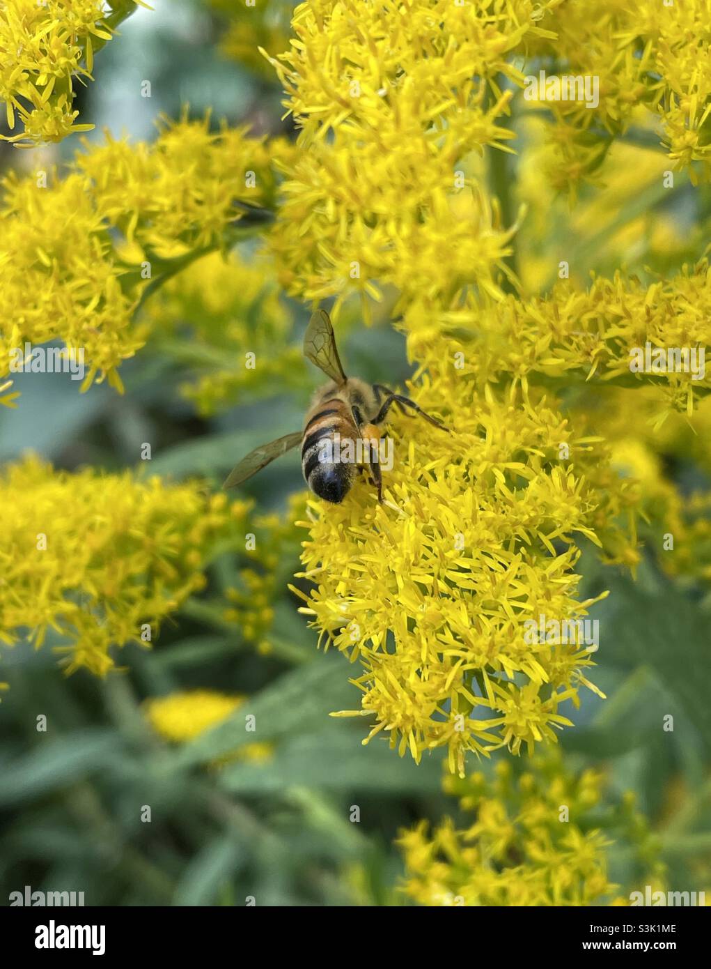 Ape su goldenrod Foto Stock