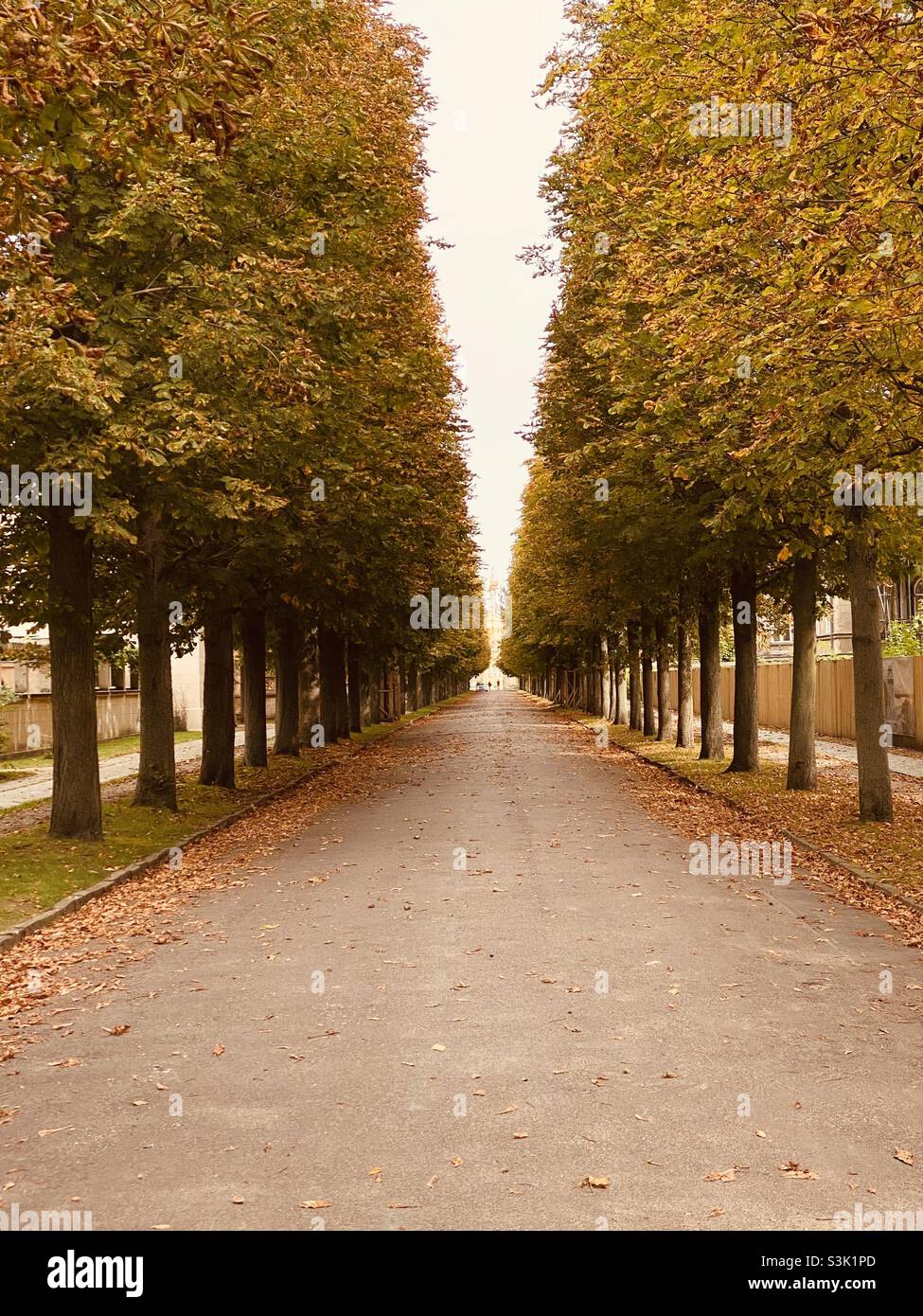 Strada alberata vuota in autunno con foglie cambianti Foto Stock