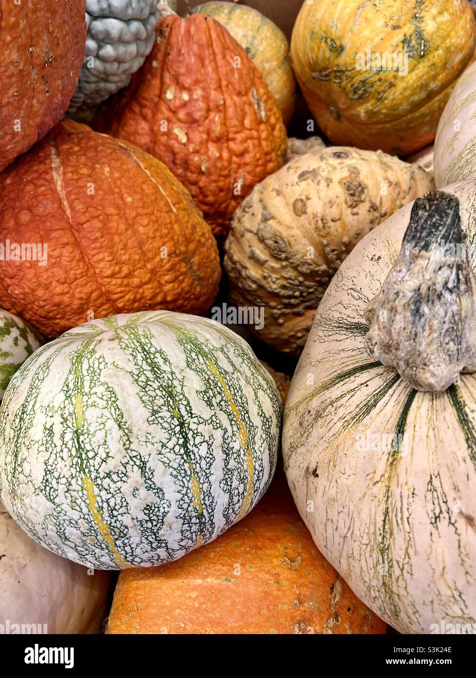 Zucche autunnali e squash Foto Stock