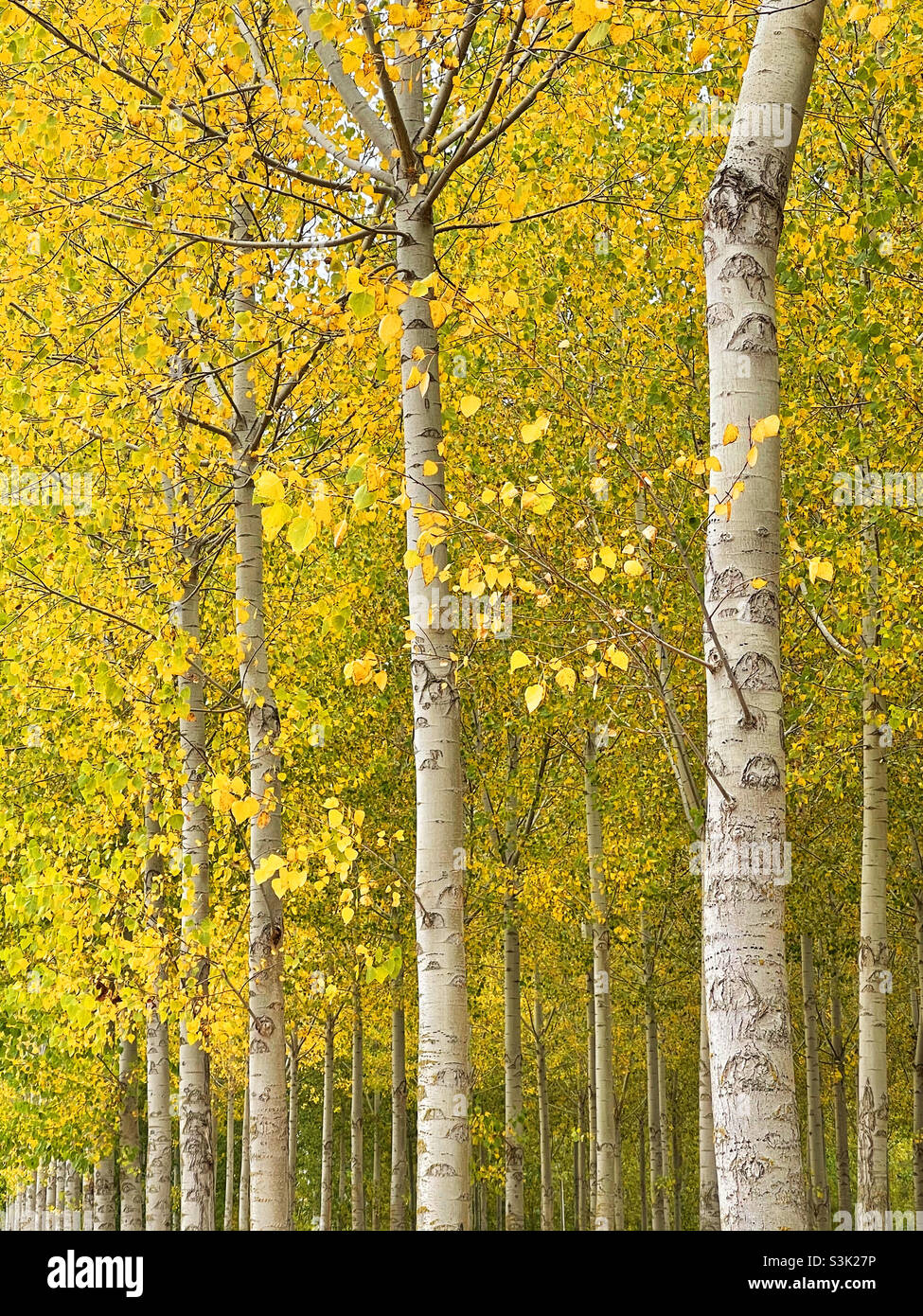 Foresta d'autunno - Immagine stock catturata con smartphone