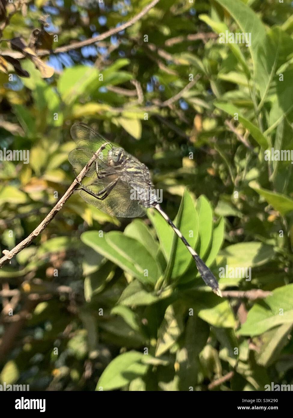 Dragonfly bianco e nero che tiene sul ramoscello Foto Stock