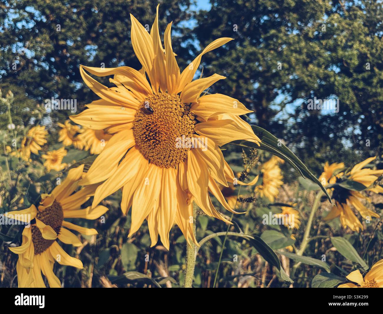 Girasoli in estate - Immagine stock catturata con smartphone