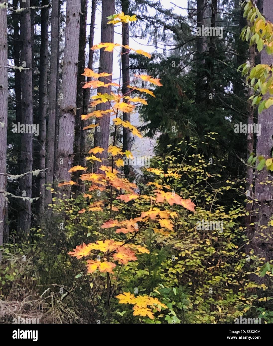 Un albero di acero di grande foglia giovane che mostra belle foglie gialle tra alti alberi sempreverdi. Foto Stock