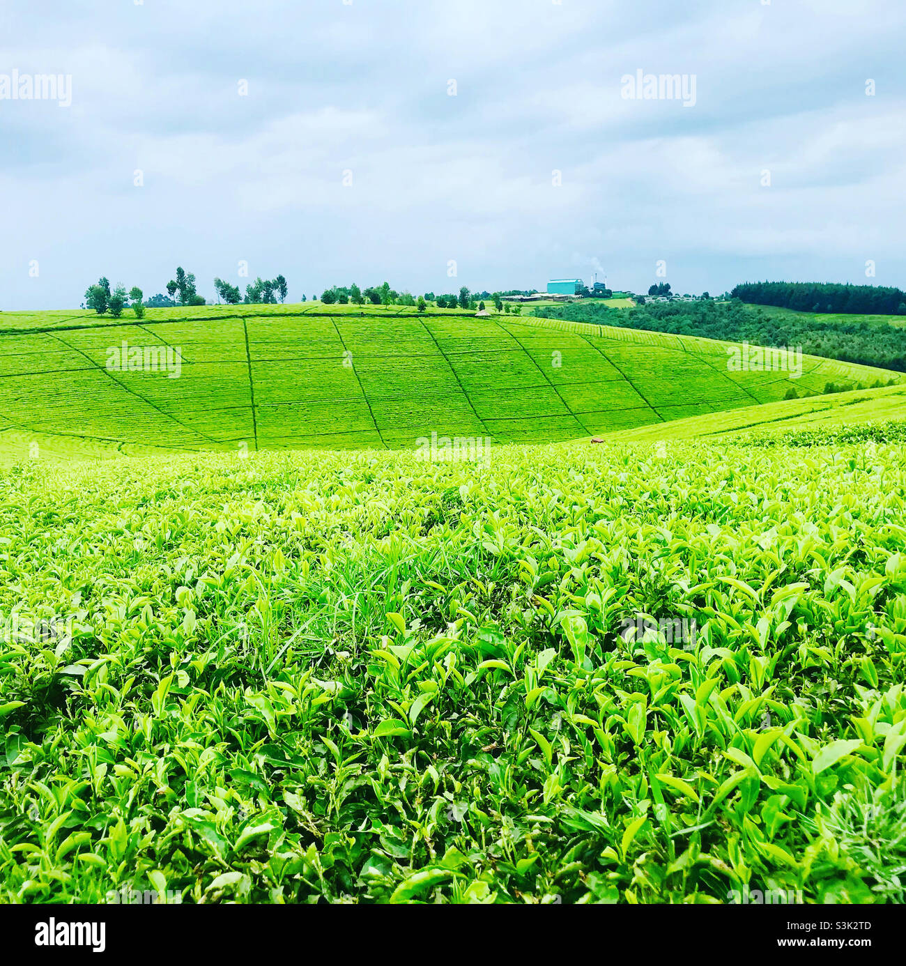 Bella fattoria di tè olenguruone Kenya Foto Stock