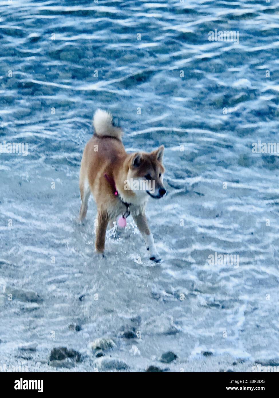 Un cane shiba inu nel Mare Adriatico - Immagine stock catturata con smartphone