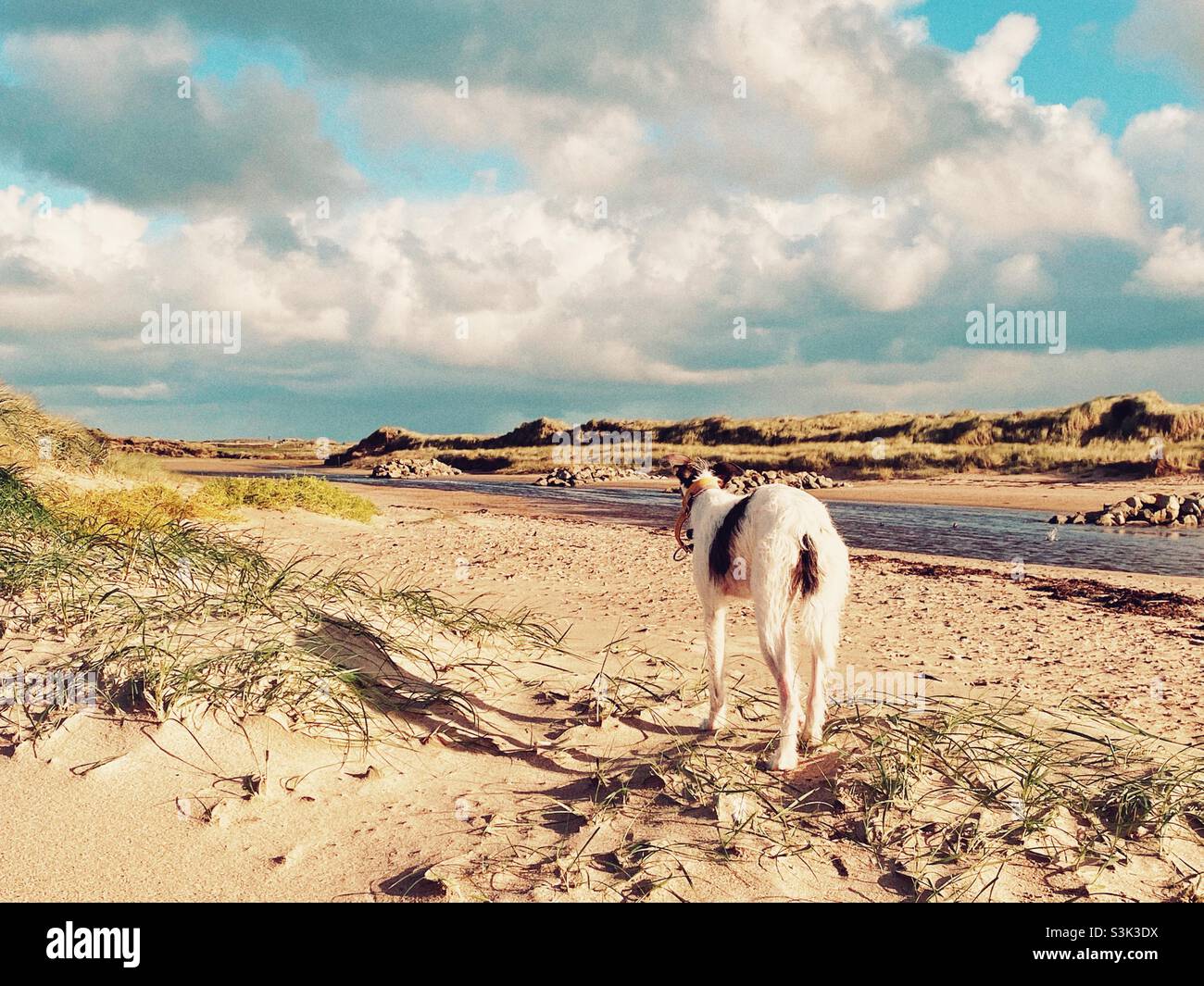 Cane che guarda lungo la spiaggia di Cymyran, Rhosneigr, Anglesey, Gwynedd, Galles del Nord, REGNO UNITO - Immagine stock catturata con smartphone