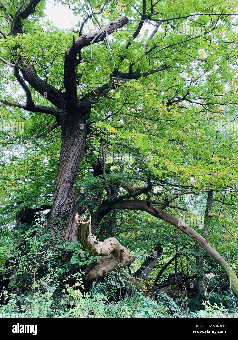 Tortworth albero di castagno dolce da una noce piantata in 800AD Foto Stock