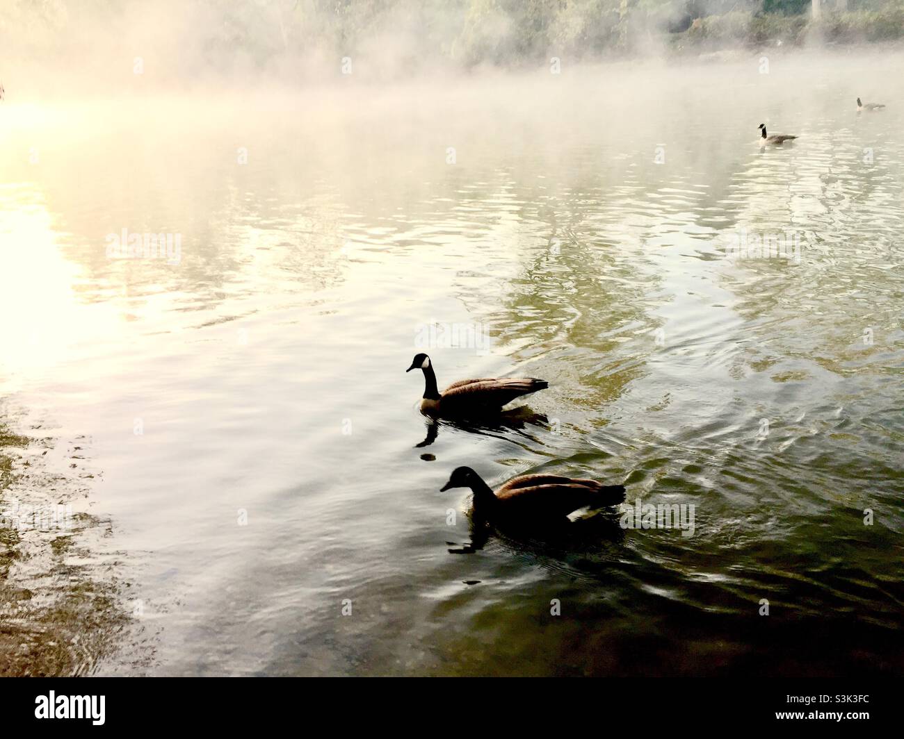 Oche del Canada (branta canadensis) galleggianti sull'acqua nella nebbia morbida, fine autunno, Ontario, Canada. Foto Stock