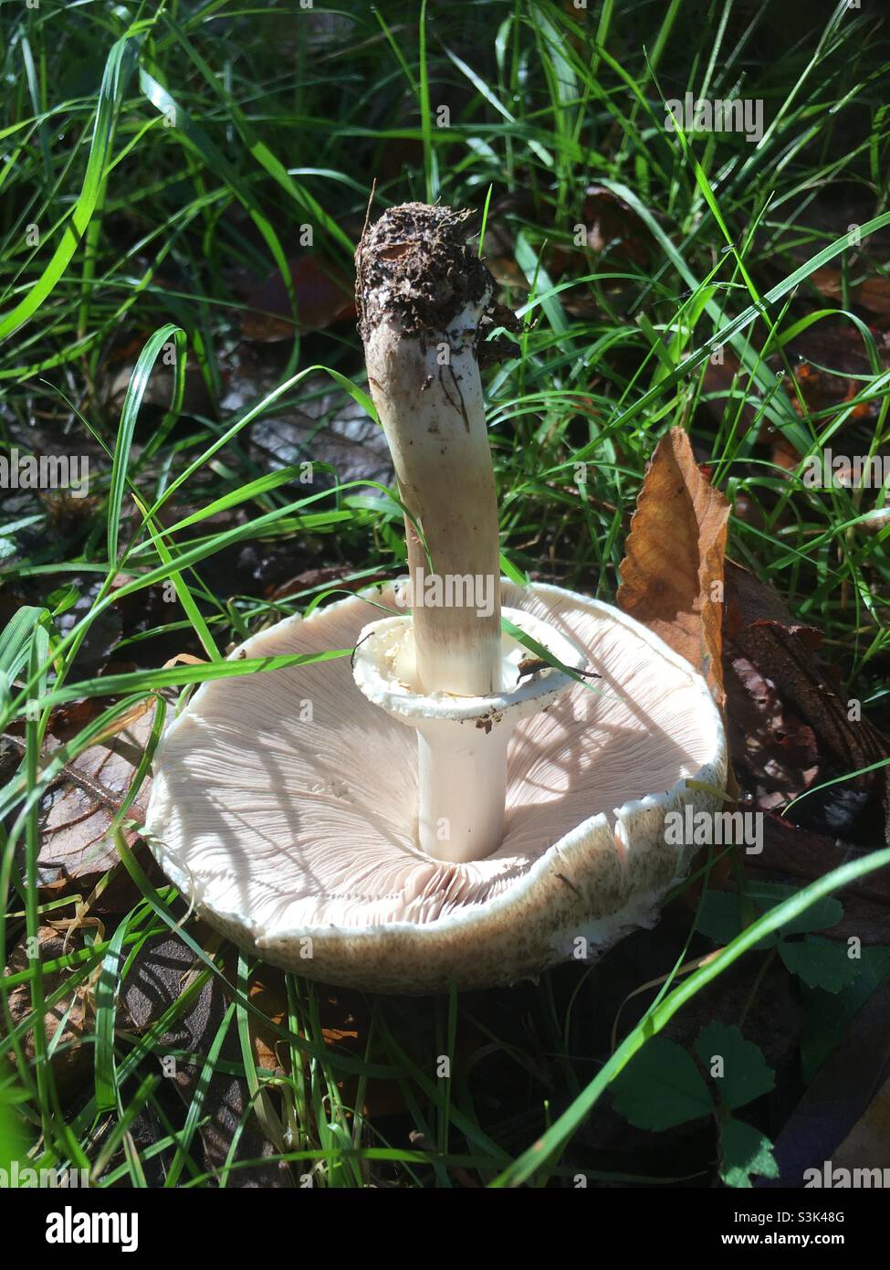 Funghi, branchie di funghi, bianco, verde, erba, natura, autunnale, autunno, foraging, campo, giorno, Foto Stock