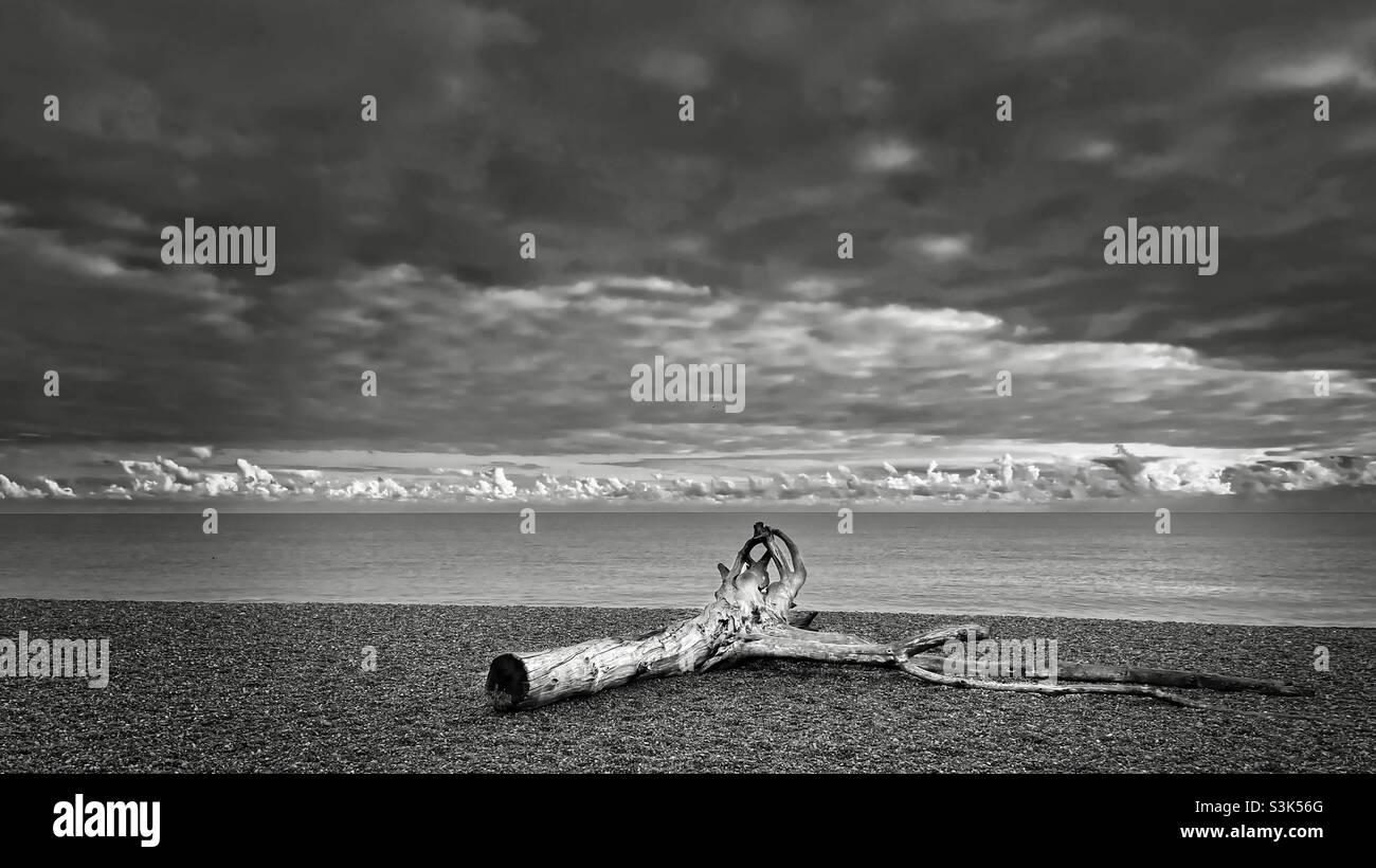 Driftwood Foto Stock